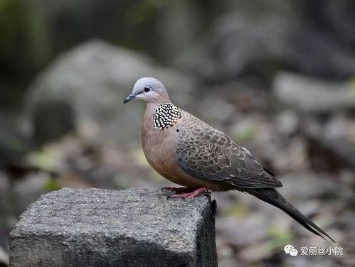 斑鸠吃瓜吗,揭秘它们是否吃瓜之谜