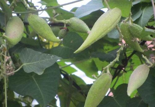 隔壁小瓜吃红薯,隔壁小瓜的红薯美食之旅