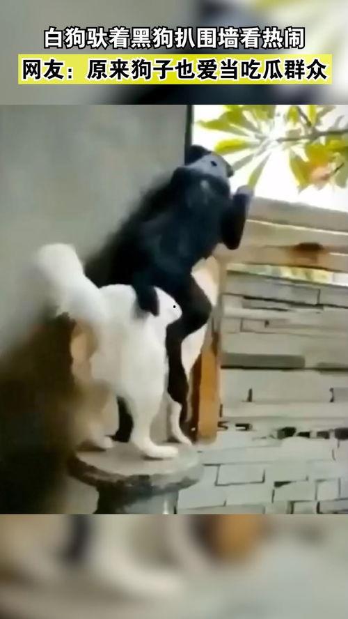 人和小狗吃瓜视频,人与小狗共享美味时光