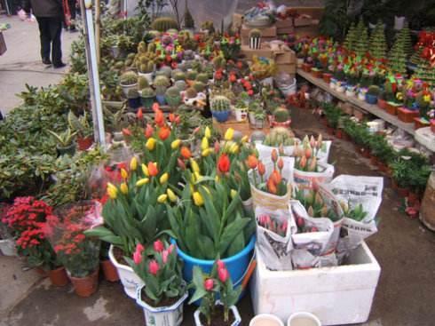 花店老板吃瓜下载,揭秘花店背后的趣味故事