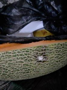 波斯密瓜怎么吃,解锁夏日清新美味