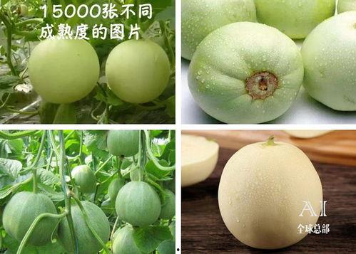 福手瓜咋吃,福手瓜的多样食法探索