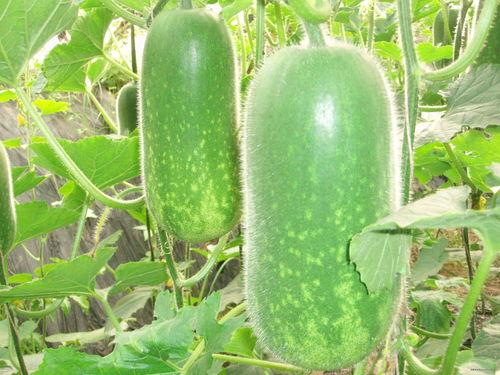 吃瓜爆料每日大瓜讲述,吃瓜爆料每日大瓜精彩回顾