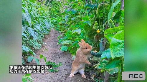 兔子可以吃黃瓜,探索黄瓜的绿色美味