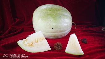圆白瓜怎么吃,解锁健康美味新体验