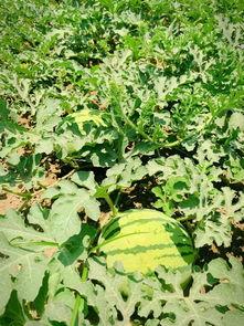 小高吃大瓜,揭秘瓜农的甜蜜生活