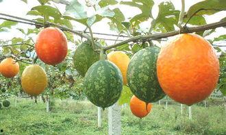 吃吊瓜放屁多,揭秘吃吊瓜放屁多的奇妙现象