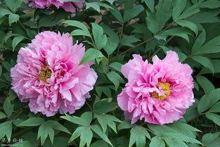 吃瓜人间富贵花,富贵花的繁华岁月