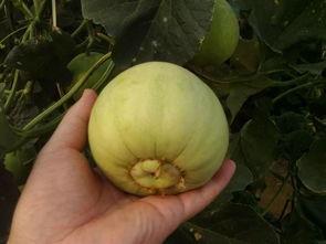 甜瓜种植大瓜吃小瓜,大瓜丰收，小瓜共享的种植智慧