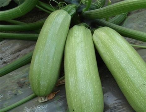 网纹瓜小瓜可以吃么,美味可口的健康零食