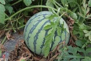 夜瓜怎么吃,解锁美味新体验