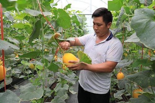 吃网红瓜都在哪吃