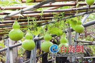 吃葫芦瓜出事的,警惕食品安全隐患