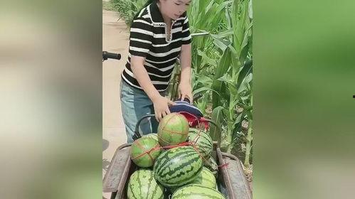 女生景区吃瓜,女生悠闲吃瓜，共享夏日悠闲时光