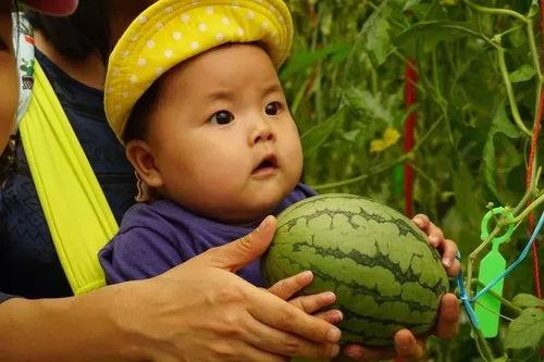 吃瓜生活群,揭秘网络社交圈的趣味与真相