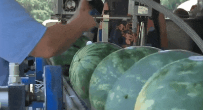 欧洲城吃瓜,一场别开生面的“吃瓜”盛宴