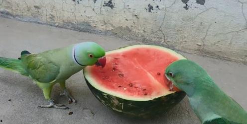 鹦鹉可以吃瓜怎么,瓜果新宠的甜蜜诱惑