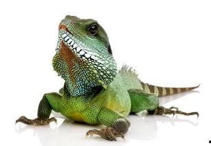 蜥蜴吃瓜事件图片,一场奇妙的自然现象