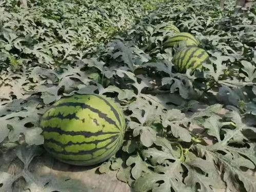 寿光银海花园吃瓜,瓜香四溢，共享夏日清凉时光