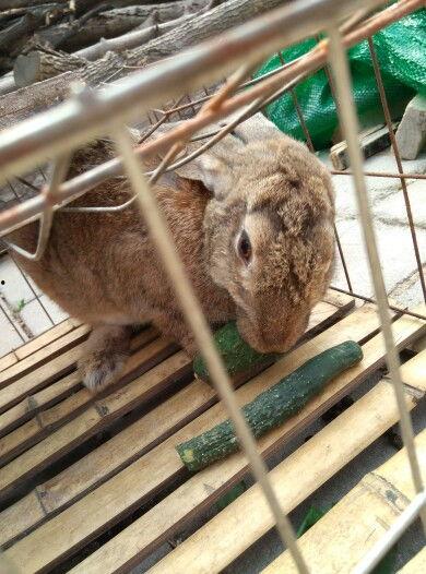 兔子可以吃蓝瓜