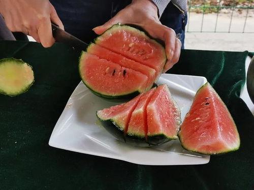 洛阳分院吃瓜,一场吃瓜盛宴背后的故事