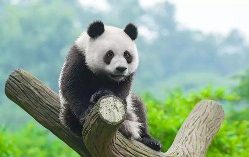 带你吃瓜之熊猫,带你领略“熊猫美食”的独特魅力